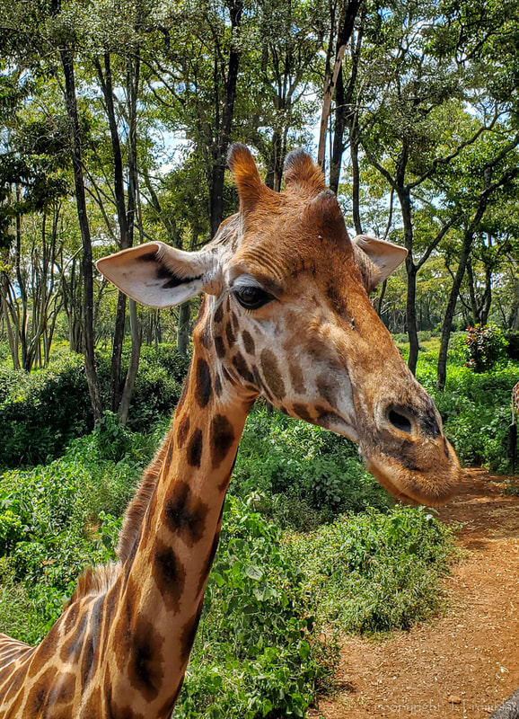 Giraffe, Nairobi, Kenya, Africa, Canon, Educational Center