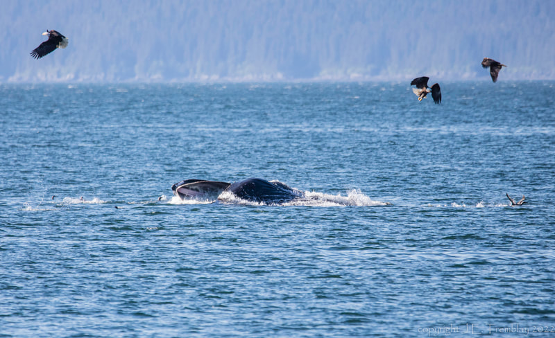 Humpback whale, Alaska, Inside Passage, Canon