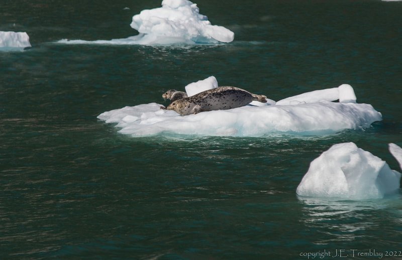 icebergs, inside passage, Alaska, Canon, seal