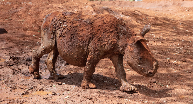 Africa, white Rhinoceros baby, Nairobi, Kenya, Canon, Sheldrick Wildlife Center