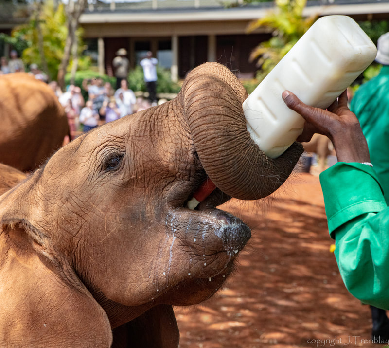 Baby Elephant, Sheldrick Wildlife Center, Nairobi, Kenya, Africa, Canon