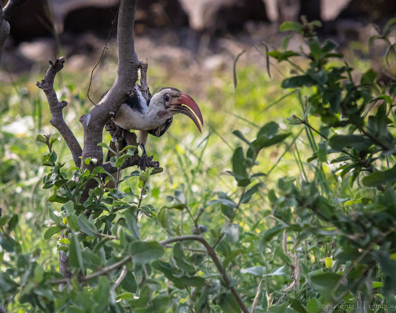red-billed hornbill, hornbill, zazu, africa, samburu, Canon, Bird