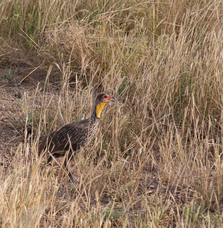 bird, yellow-necked spurfowl, africa, samburu, canon, Safari