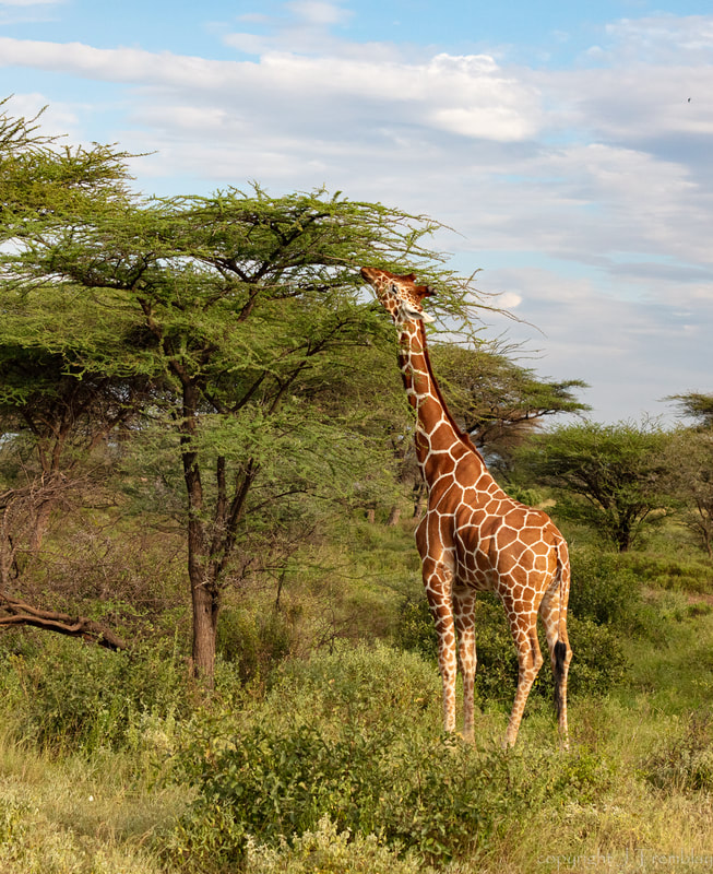reticulated Giraffe, Acacia Tree, Africa, Samburu Reserve, Safari, Canon, Safari