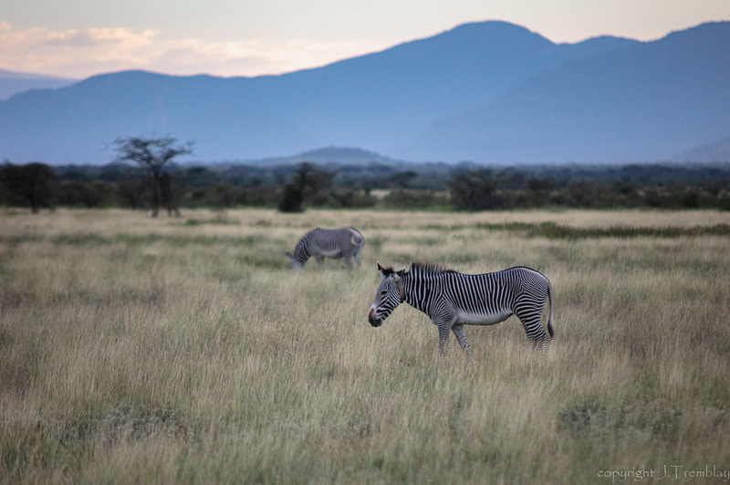Grévy's zebra, zebra, Africa, Samburu Reserve, Canon, Safari