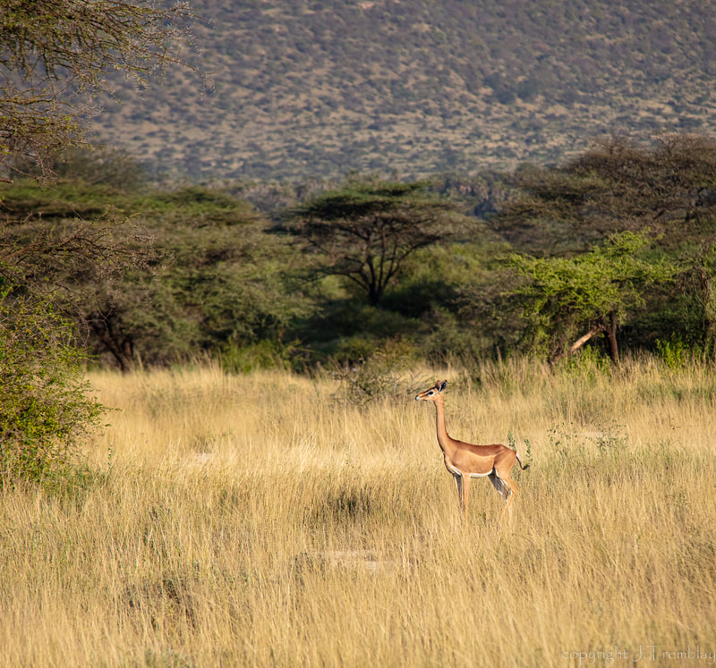 Gerenuk, Africa, Safari, Special-five, Canon