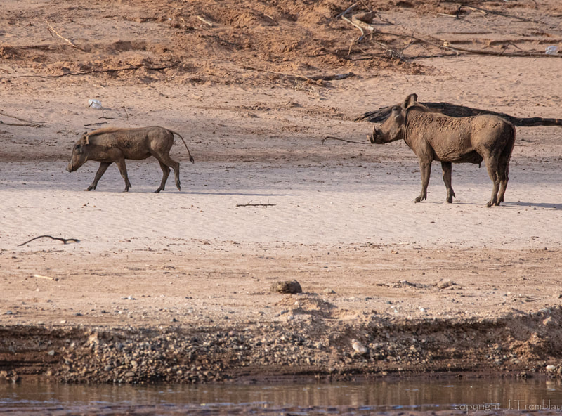 Warthogs, Africa, Safari, Canon