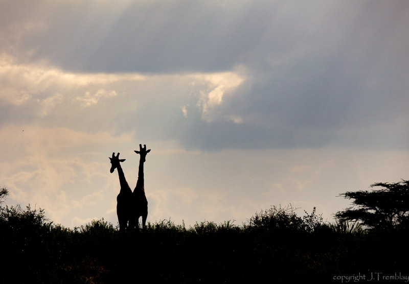 Giraffe, profile, silhouette, africa, safari, canon