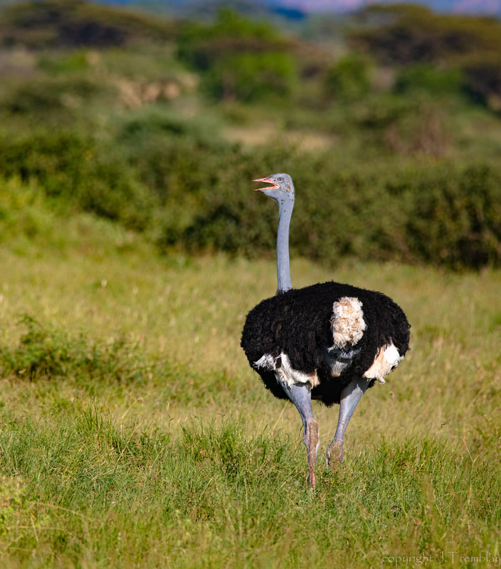 Africa, Safari, Kenya, Ostrich, Somali Ostrich, Canon
