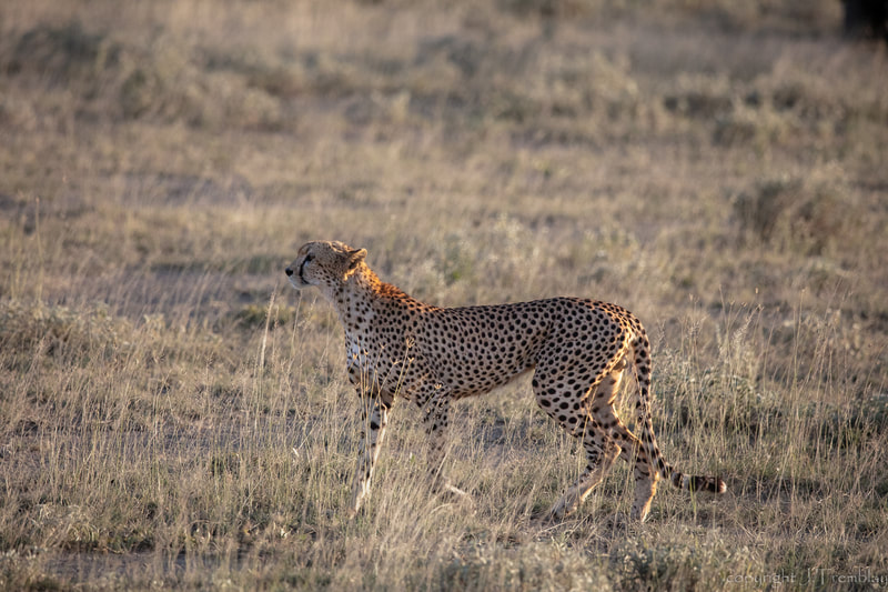 Africa, Safari, Cheetah, Canon