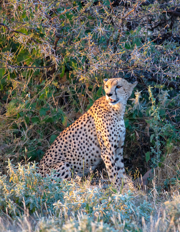 Africa, Safari, Cheetah, Canon