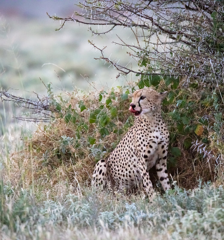 Africa, Safari, Canon, Sigma, Cheetah