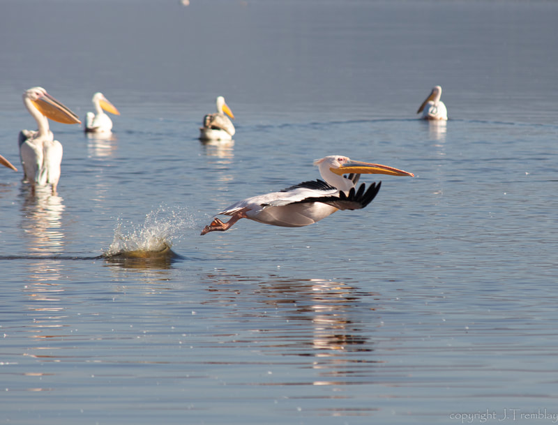 Pelican, Great white Pelican, takeoff, africa, safari, canon