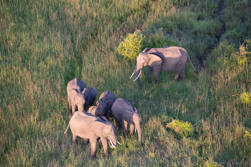 Elephant, Africa, Safari, Canon