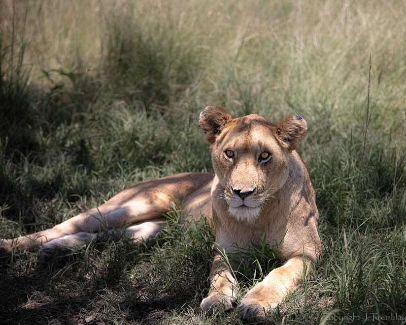 Female Lion, Africa, Safari, Canon, Serengeti