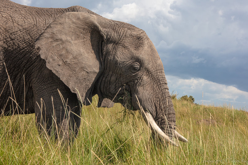 Elephant, Safari, Africa, Canon