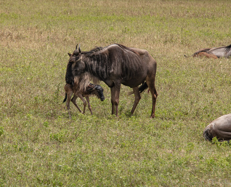 Africa, Safari, Canon Baby Wildebeest, newborn