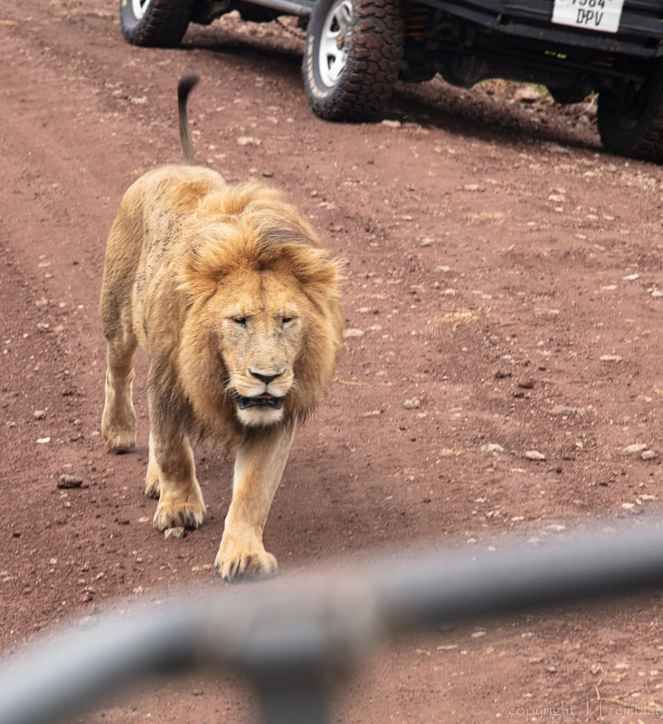 Africa, Safari, Canon, Lion
