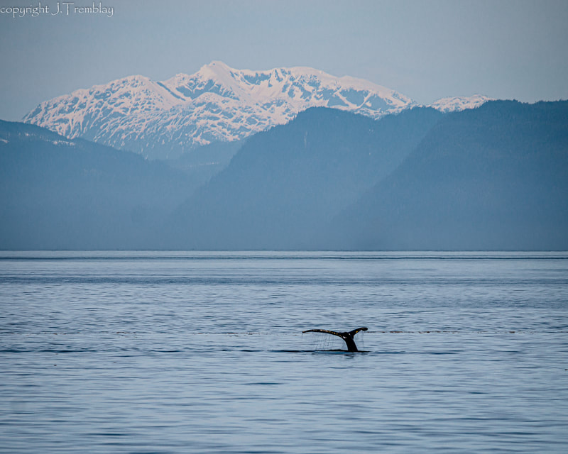 Alaska, Inside Passage, Scenery, humpback whale Mountains, Canon