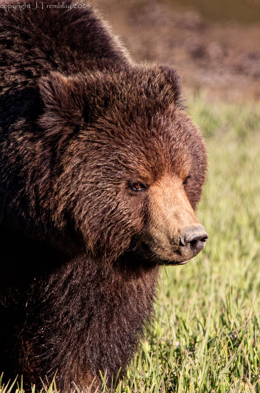 Alaskan Brown Bear, Pack Creek AK, Canon, closeup