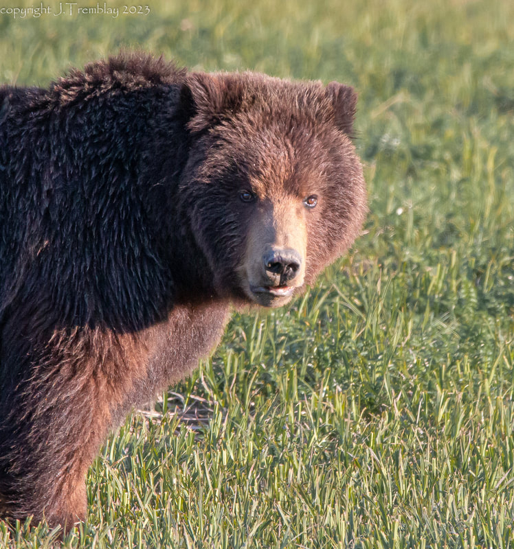 Alaskan Brown Bear, Pack Creek AK, Canon, closeup