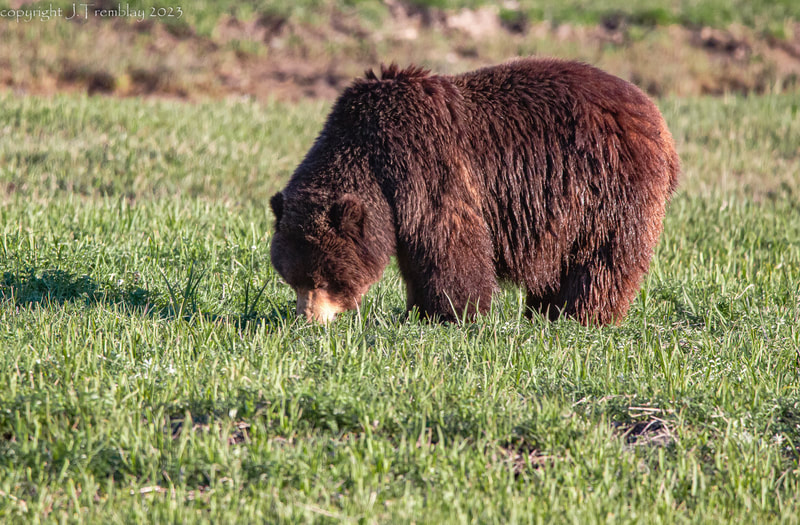 Alaskan Brown Bear, Pack Creek AK, Canon