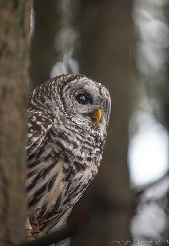 Barred Owl in tree, Canadian Raptor Conservancy, Canon