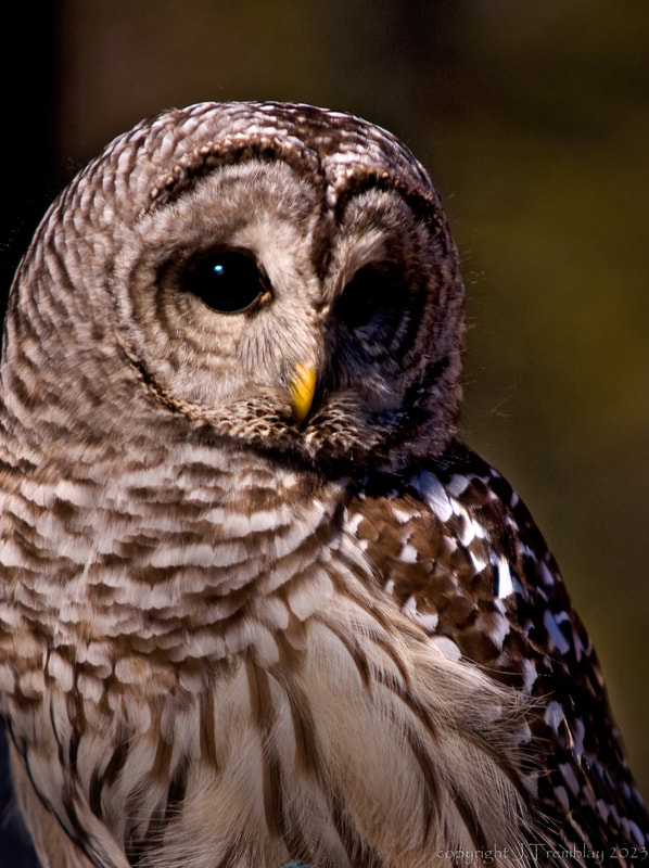 Barred Owl, Mountsberg Raptor Center, Canon