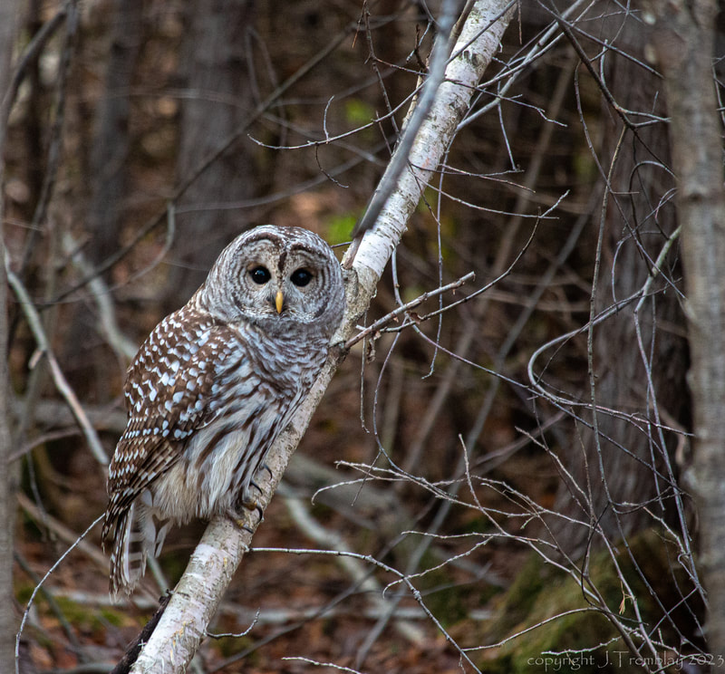 Barred Owl, Burbank Pond QC, Canon