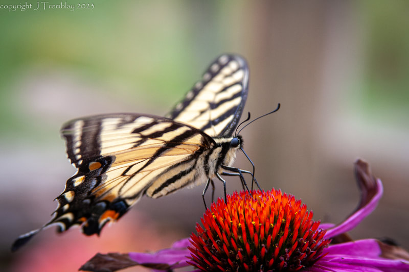Butterfly, tiger swallowtail