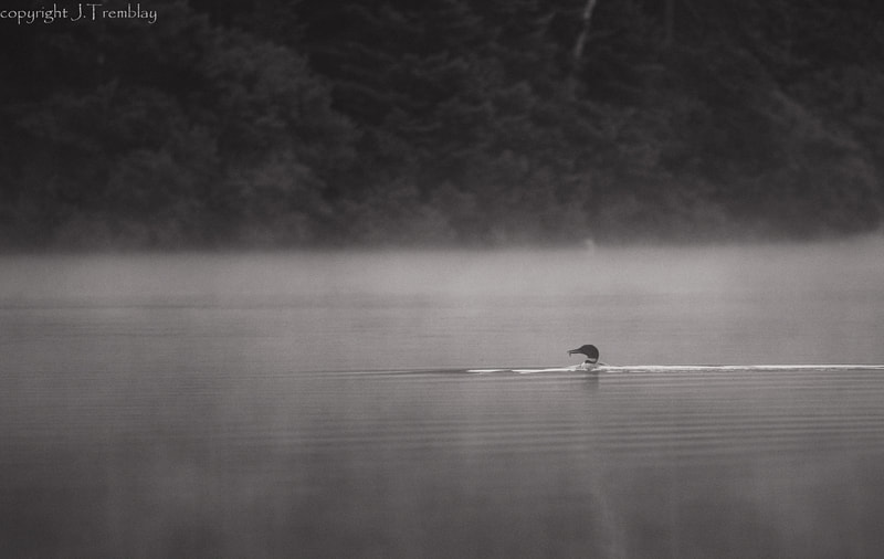 Common Loon, Canon, fog, lake, black and white