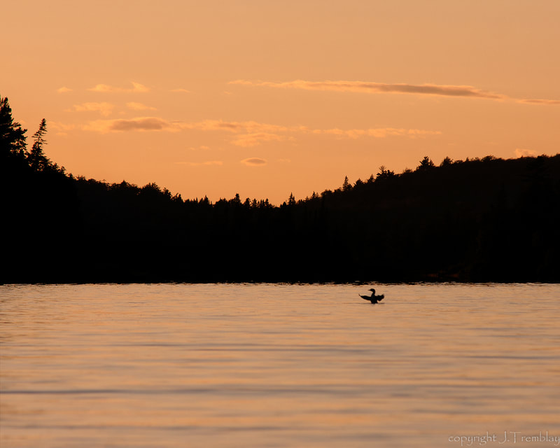Common Loon, Canon, sunset on Lake