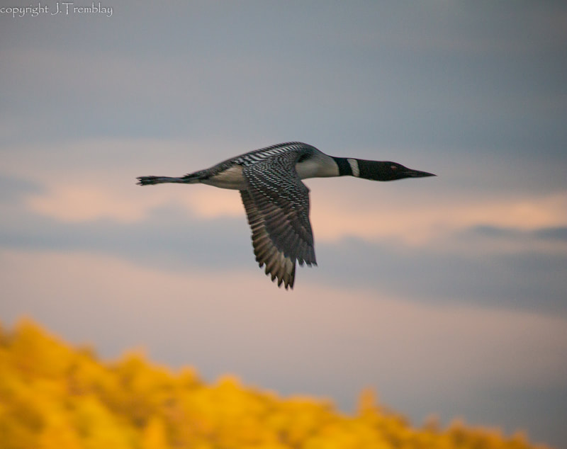 Common Loon, Canon, flying