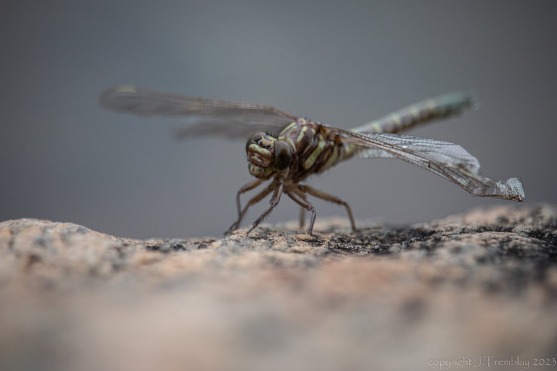 dragonfly, Darning needle