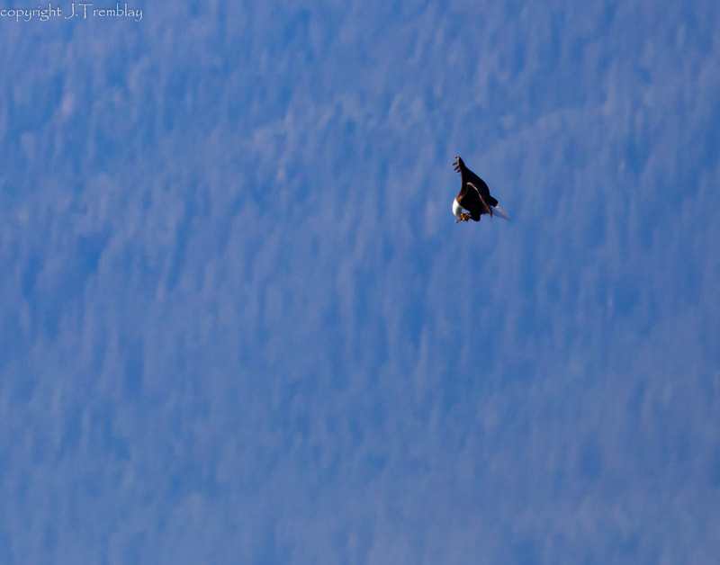 Eagle, Bald Eagles, Alaska, Canon