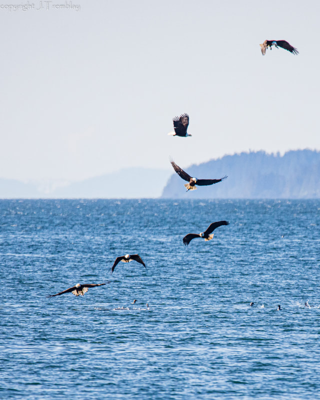 Eagle, Bald Eagles, Alaska, Canon