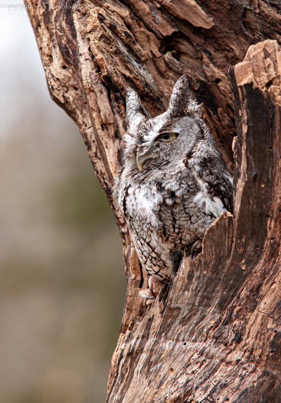 Eastern Screech Owl, Mountsberg Raptor center, camouflage, Canon
