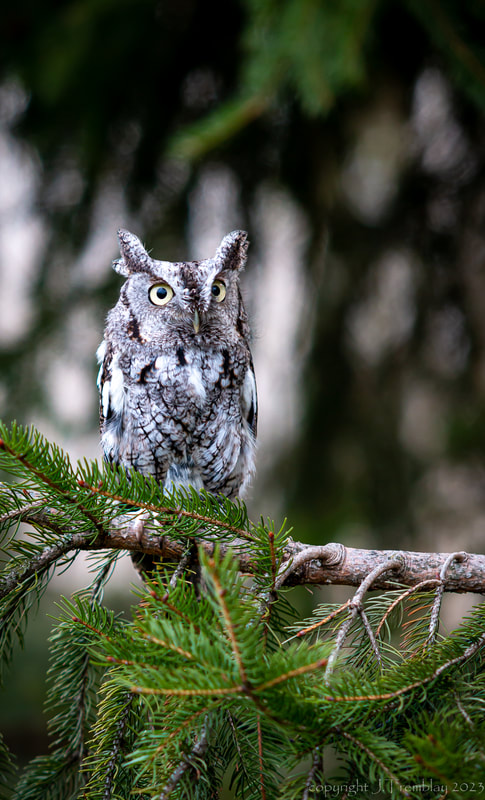 Eastern Screech Owl, Mountsberg Raptor Center, Canon