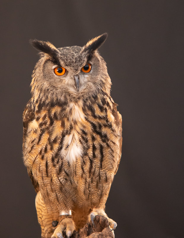 Eurasian Eagle Owl, Bird of prey, Owl, Canadian Raptor conservancy, Canon