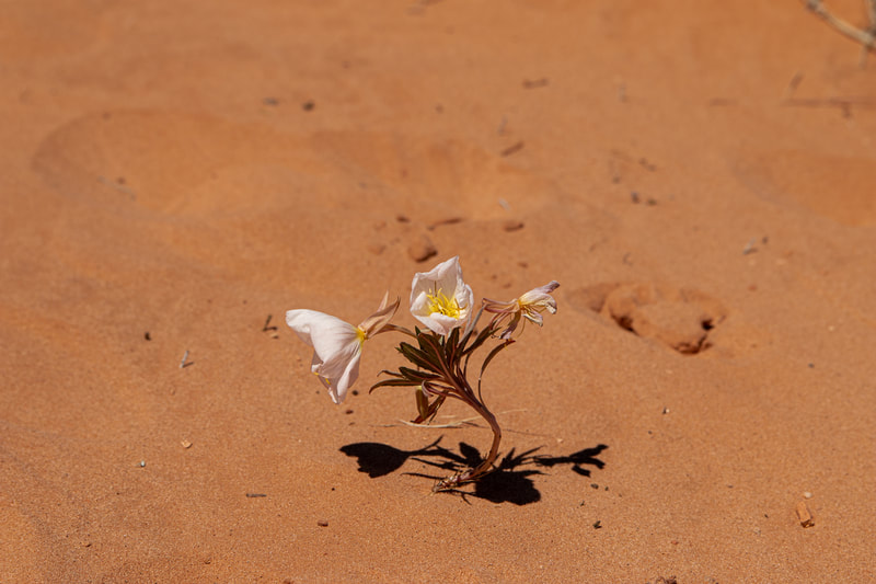 flower, desert, Canon