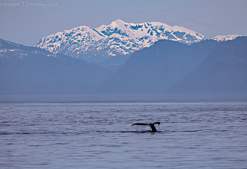 humpback whale, inside passage, alaska, mountains, Canon