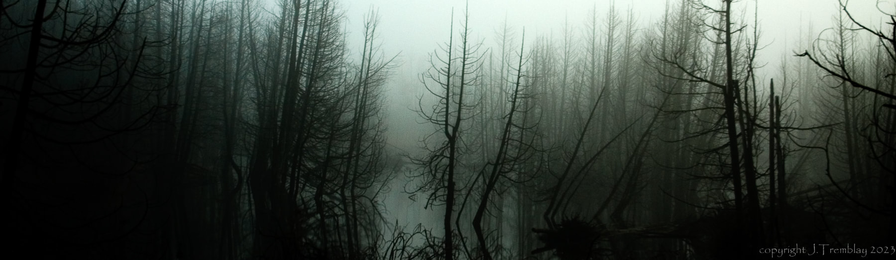 Swamp, Fog, landscape, Canon
