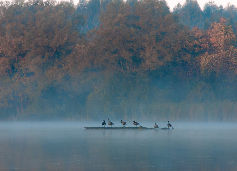 Canada Goose, Geese, Autumn, Lake