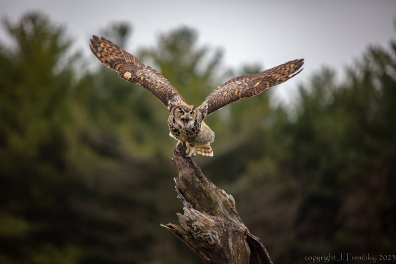 Great Horned Owl, Canadian Raptor Conservancy, Canon