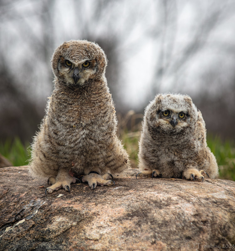 Great Horned Owlet pair, Canadian Raptor Conservancy, Canon