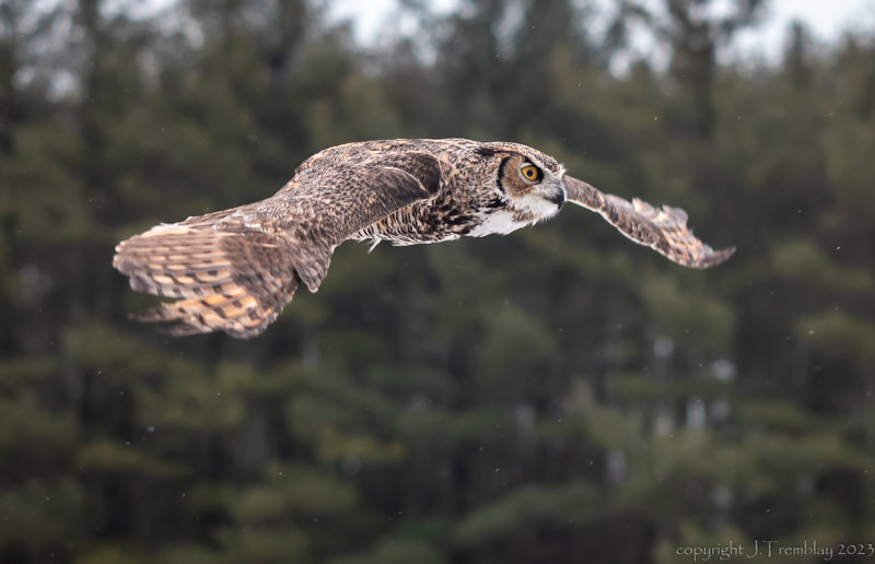 Great Horned Owl, Canadian Raptor Conservancy, Canon