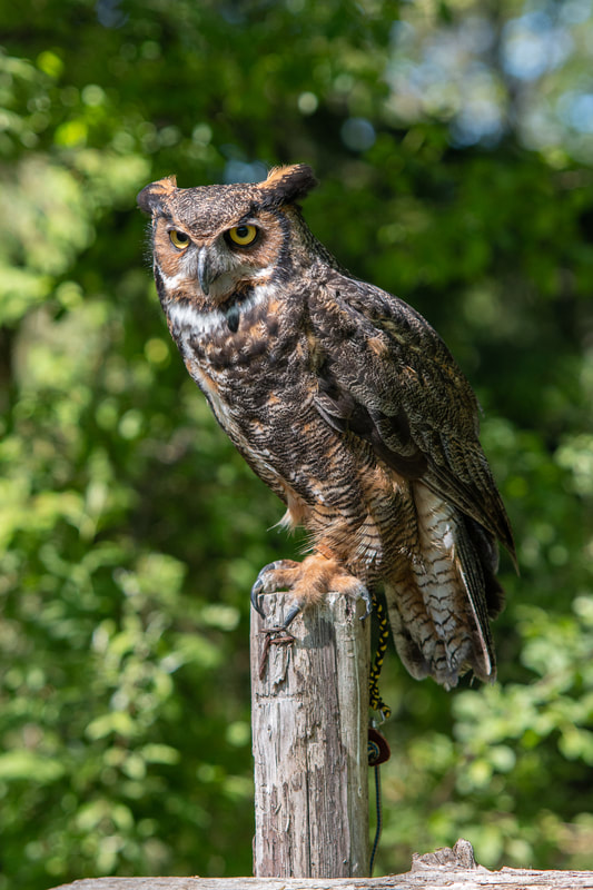 Great Horned Owl, Mountsberg Raptor Center, Canon