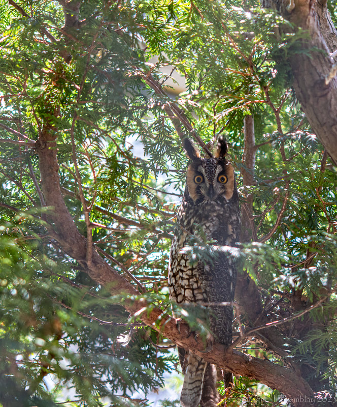 Long-Eared Owl, cedar tree, Mountsberg Raptor Center