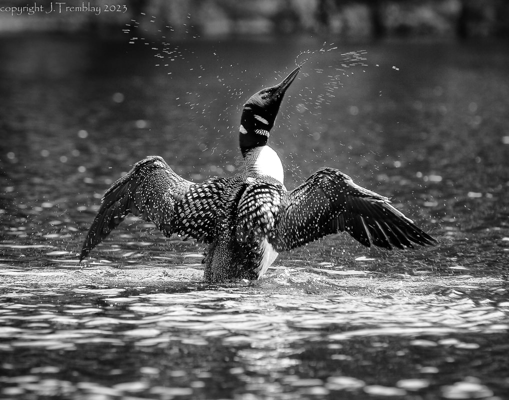 Common Loon, Loon, Black and White, wings spread, Canon