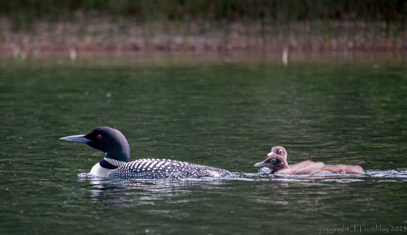 Common Loon and chicks, Canon